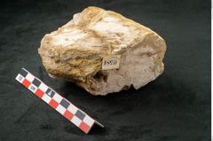 Foto (Seitenansicht) von Quercus sp.  (NHMW-GEO-2024-0188-11584)